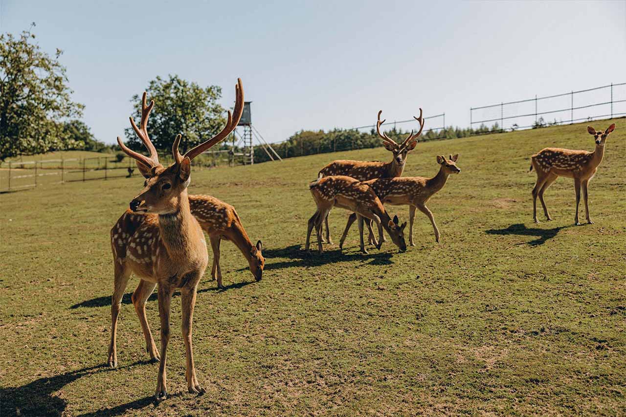 Jelení farma Stodola Pod Lípou